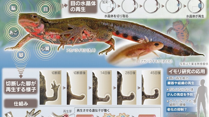 イモリ 究極の再生術 日本経済新聞 イモリ 究極の再生術 日本経済新聞