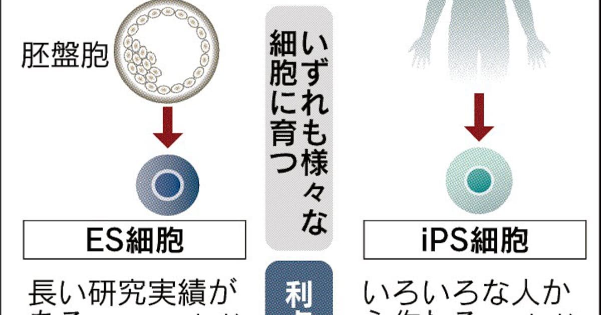 2 海外はes細胞先行 日本経済新聞