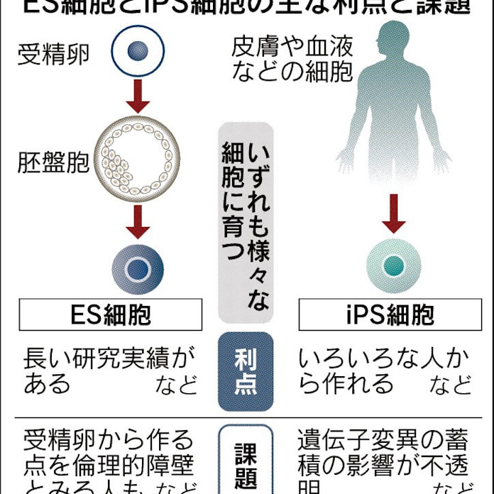 2 海外はes細胞先行 日本経済新聞