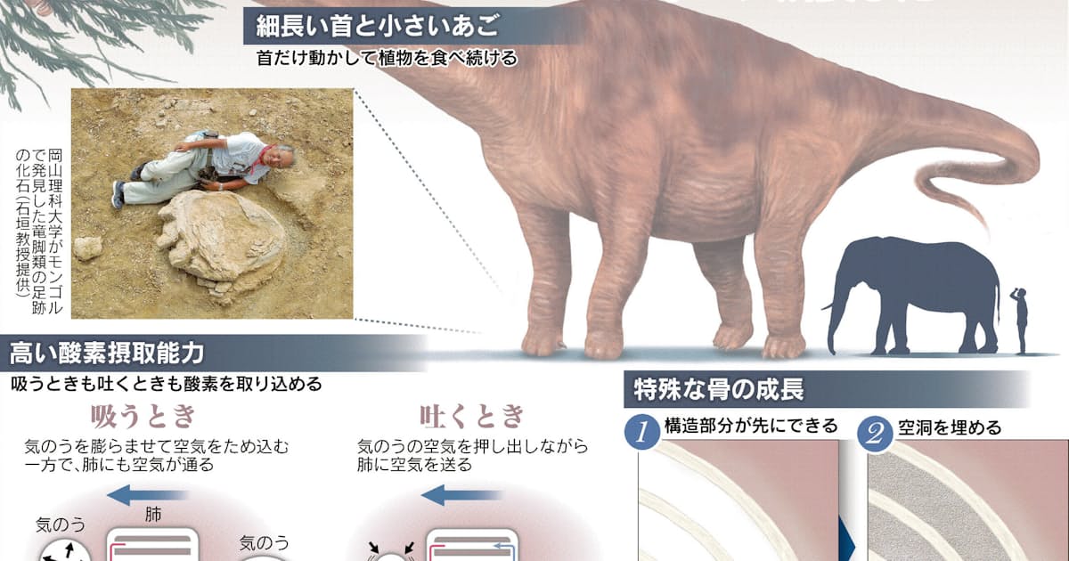 超巨大恐竜 骨に秘密 日本経済新聞 超巨大恐竜 骨に秘密 日本経済新聞