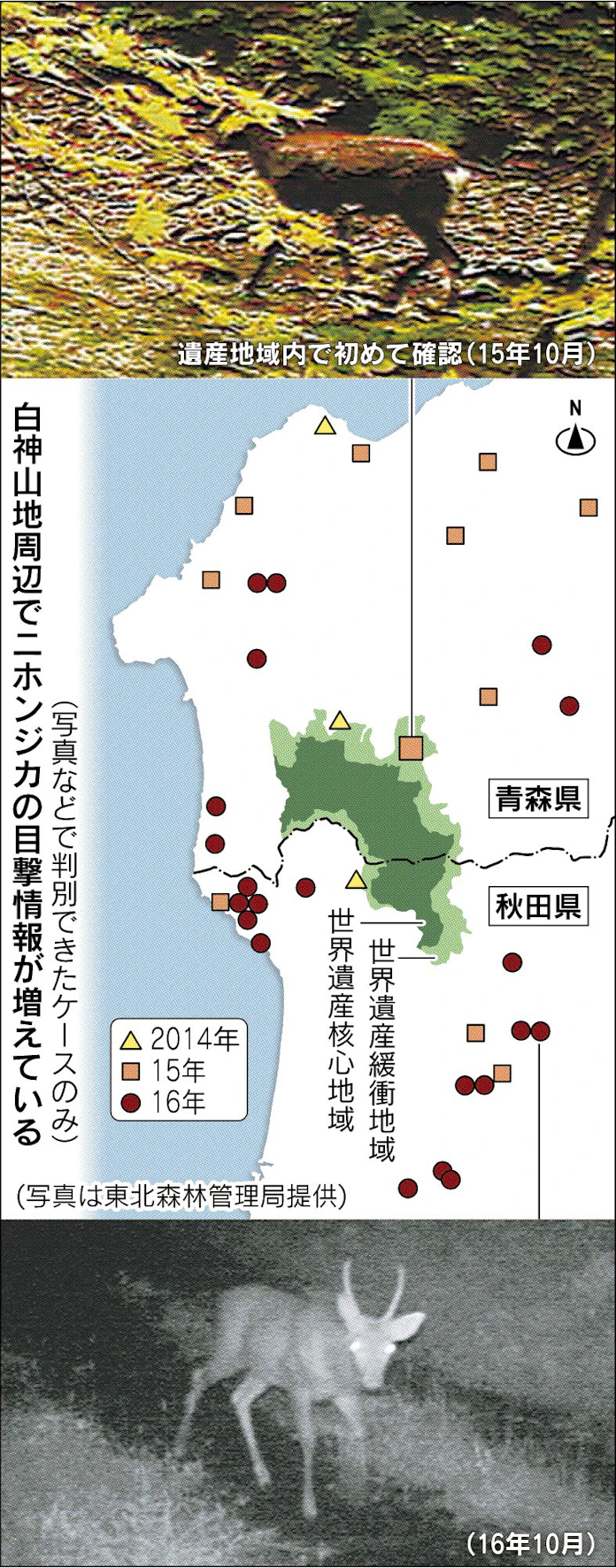 白神山地にシカの脅威 日本経済新聞 白神山地にシカの脅威 日本経済新聞