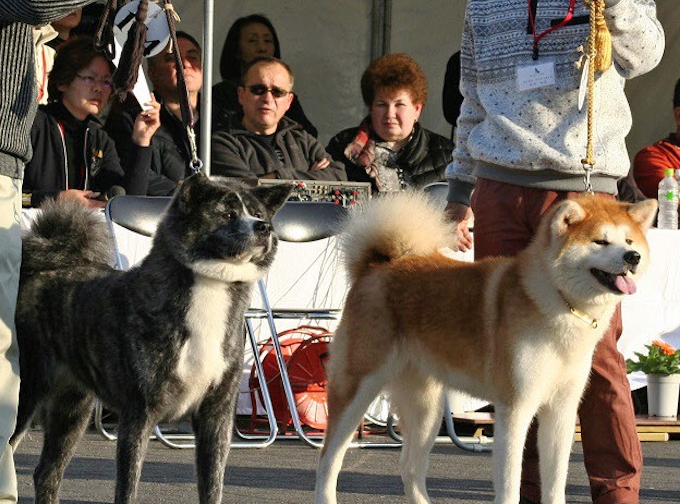 秋田犬ブーム 偽物注意 日本経済新聞
