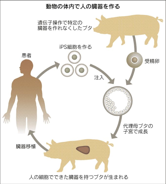 臓器工場 実現なるか 日本経済新聞 臓器工場 実現なるか 日本経済新聞