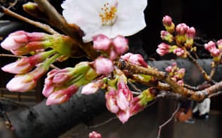 開花したソメイヨシノ（21日、東京都千代田区の靖国神社）
