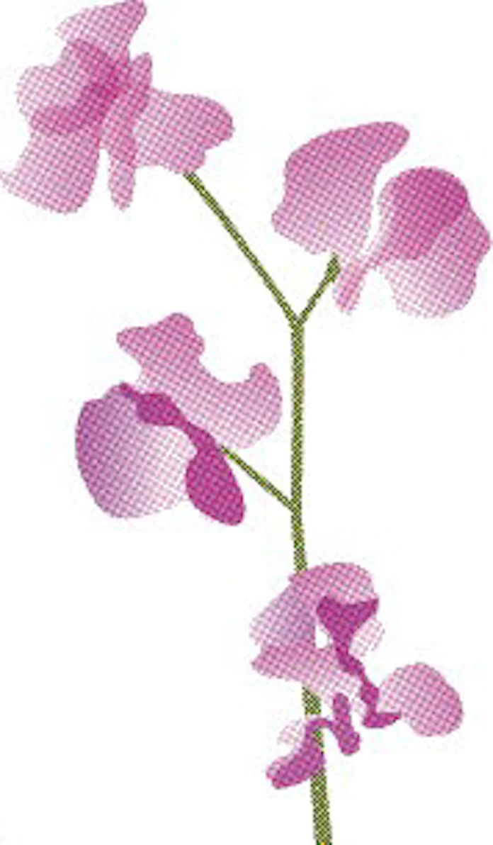 スイートピー 毒性ある 甘い豆 日本経済新聞 スイートピー 毒性ある 甘い豆 日本経済新聞