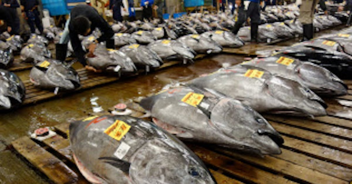 マグロ漁獲量守れず 国際規制の上限 月内にも突破 日本経済新聞