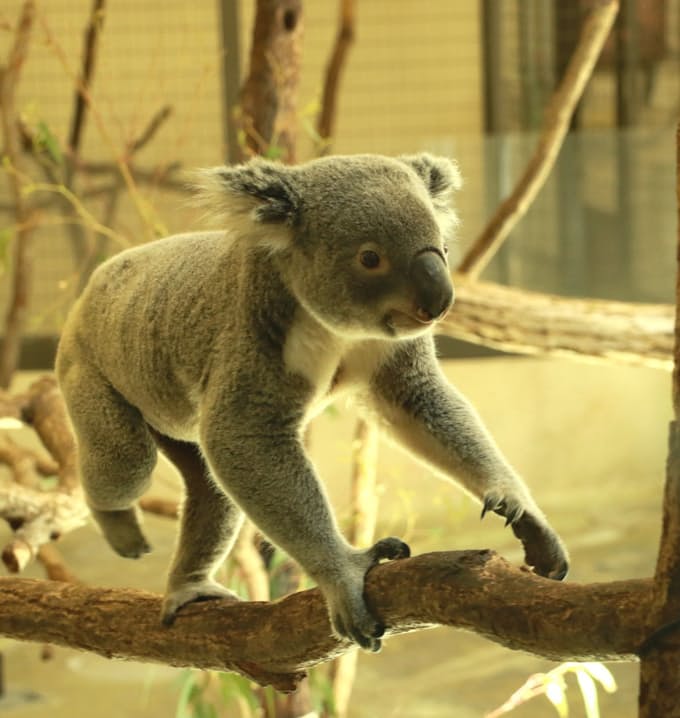 コアラ飼育 動物園ピンチ 日本経済新聞