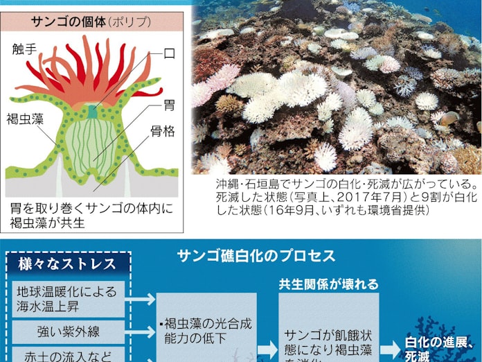 サンゴ再生 絶妙の解追求 日本経済新聞 サンゴ再生 絶妙の解追求 日本経済新聞