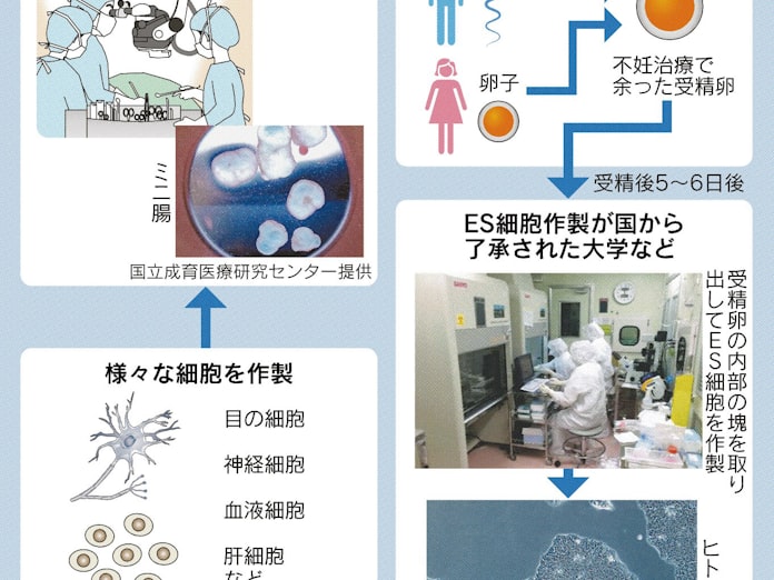 医療にes細胞 ようやく日本で 日本経済新聞