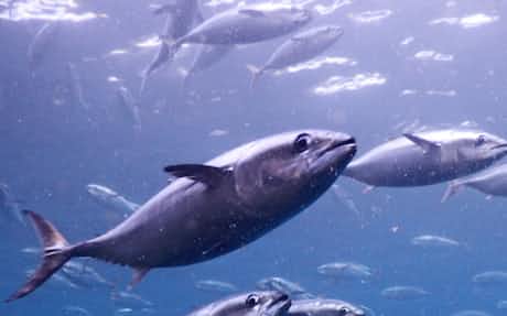 マグロ完全養殖ツナぐ餌 日本経済新聞