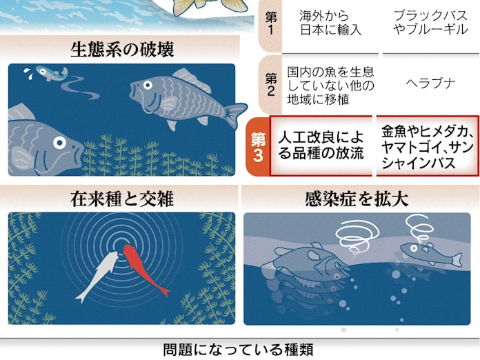 そのメダカ 人工外来魚 日本経済新聞 そのメダカ 人工外来魚 日本経済新聞