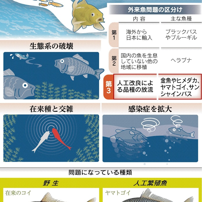 そのメダカ 人工外来魚 日本経済新聞 そのメダカ 人工外来魚 日本経済新聞