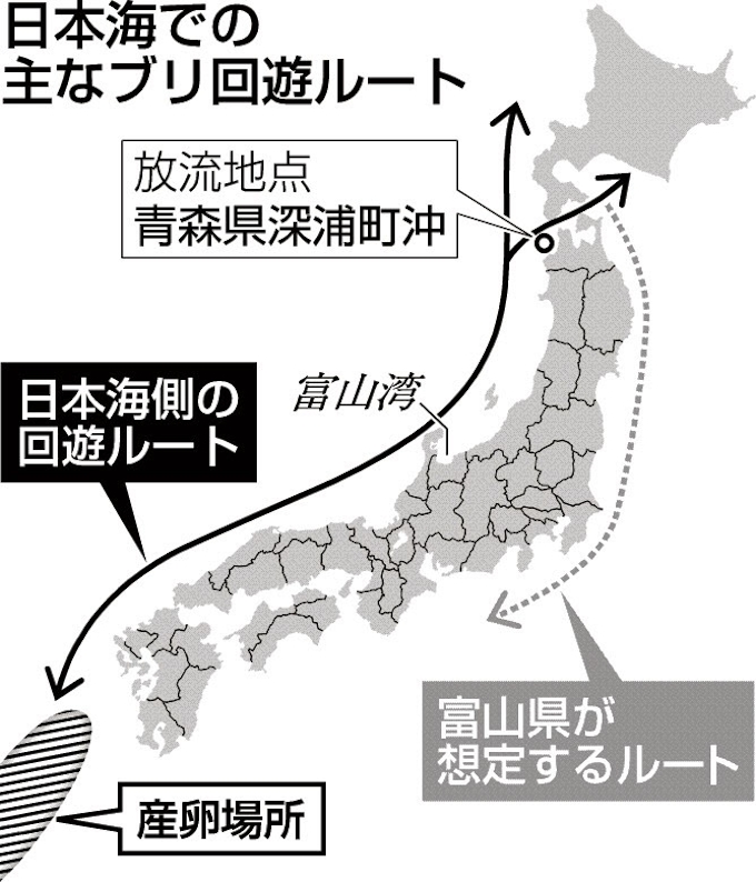 ブリ回遊ルート 電子タグで追跡 日本経済新聞