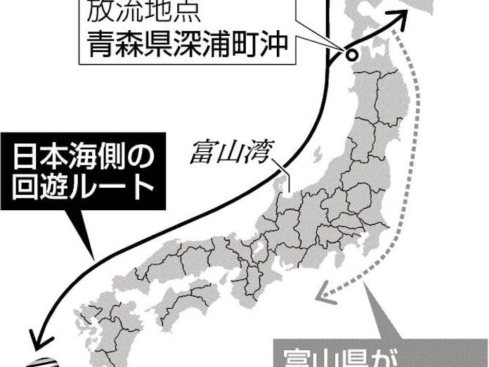 ブリ回遊ルート 電子タグで追跡 日本経済新聞 ブリ回遊ルート 電子タグで追跡 日本経済新聞