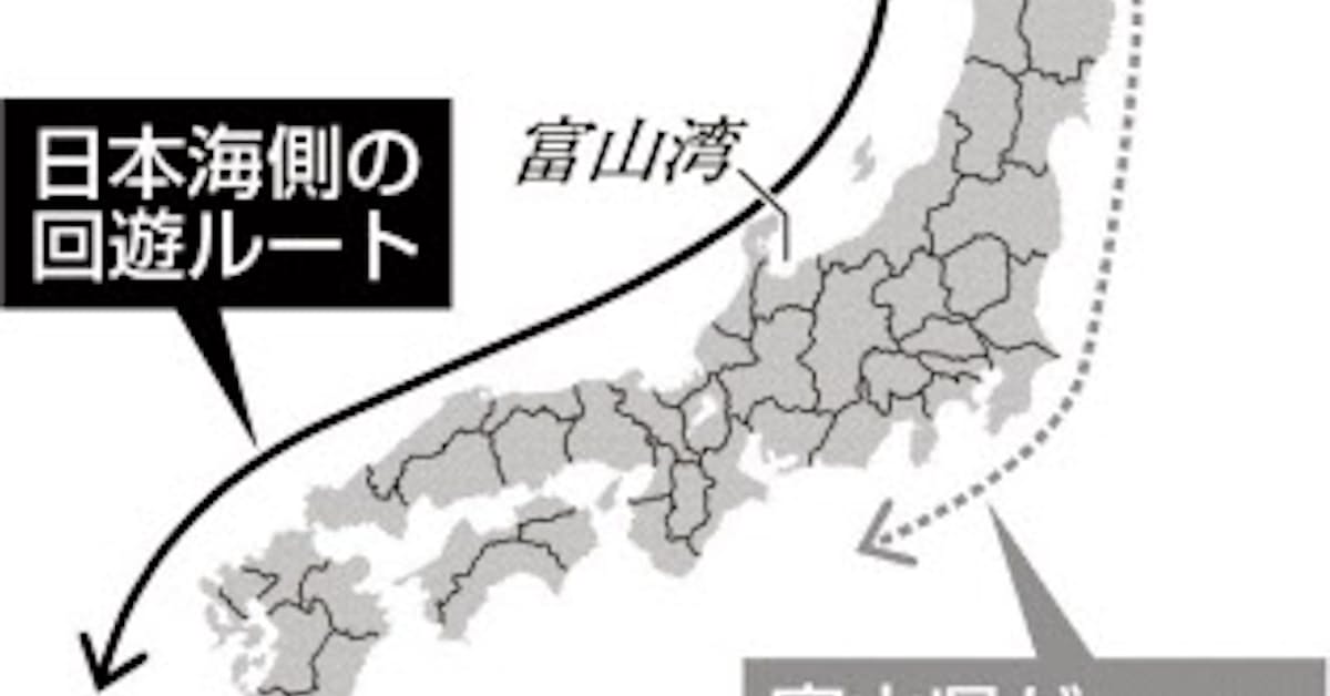 ブリ回遊ルート 電子タグで追跡 日本経済新聞