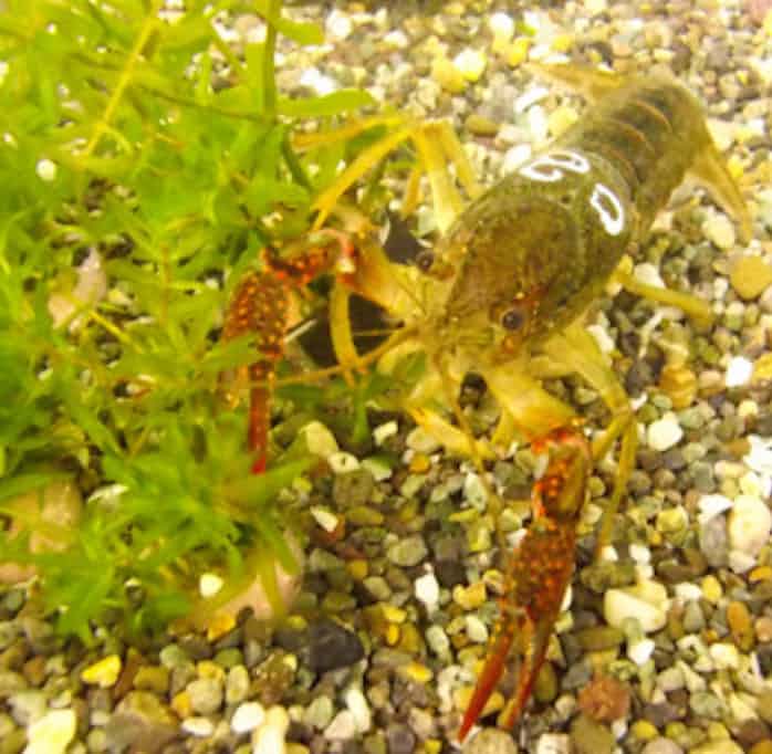 アメリカザリガニの水草刈り 目的はエサ探しやすく 日本経済新聞