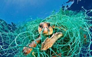 　地中海で漂流する網にからまったアカウミガメ
（(C)naturepl.com/Jordi Chias/WWF Regional）
