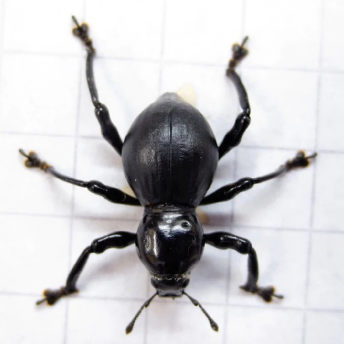 針通さないほど硬いゾウムシ 体内の共生細菌原因 日本経済新聞 針通さないほど硬いゾウムシ 体内の共生細菌原因 日本経済新聞