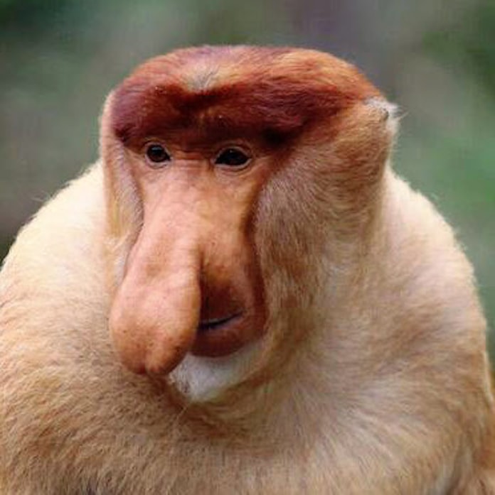 テングザル 鼻大きいほど繁殖能力高く 日本経済新聞 テングザル 鼻大きいほど繁殖能力高く 日本経済新聞