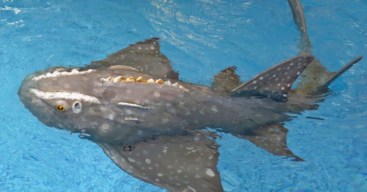 生物に学ぶロボット 3 柔らかいひれ 自然傷つけず 日本経済新聞 生物に学ぶロボット 3 柔らかいひれ 自然傷つけず 日本経済新聞