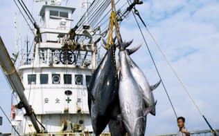 日本は世界の海でマグロやカツオを漁獲している（国立研究開発法人水産研究・教育機構提供）
