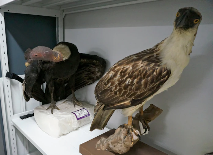 科博の お宝 探訪 3 幻の鳥 剥製が新発見の鍵に 日本経済新聞 科博の お宝 探訪 3 幻の鳥 剥製が新発見の鍵に 日本経済新聞