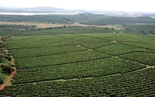ブラジルの豊作がコーヒー相場下落につながった
（ミナスジェライス州のコーヒー農園）
