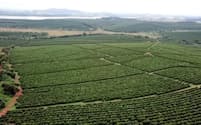 ブラジルの豊作がコーヒー相場下落につながった
（ミナスジェライス州のコーヒー農園）
