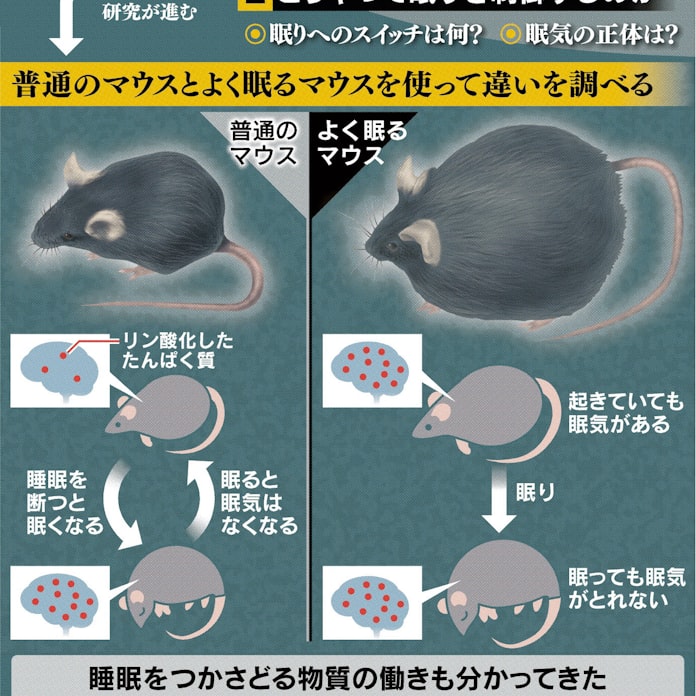 眠気の正体 解明に光 日本経済新聞 眠気の正体 解明に光 日本経済新聞