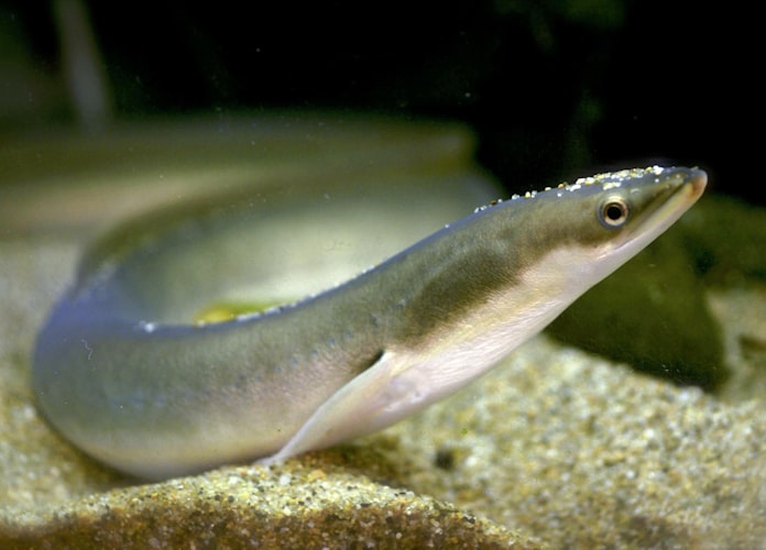 2月1日 ニホンウナギ 絶滅危惧種に指定 日本経済新聞 2月1日 ニホンウナギ 絶滅危惧種に指定 日本経済新聞