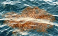 CO2を吸収した海藻は流されて深海へ蓄積する=国分優孝東京都環境科学研究所研究員提供
