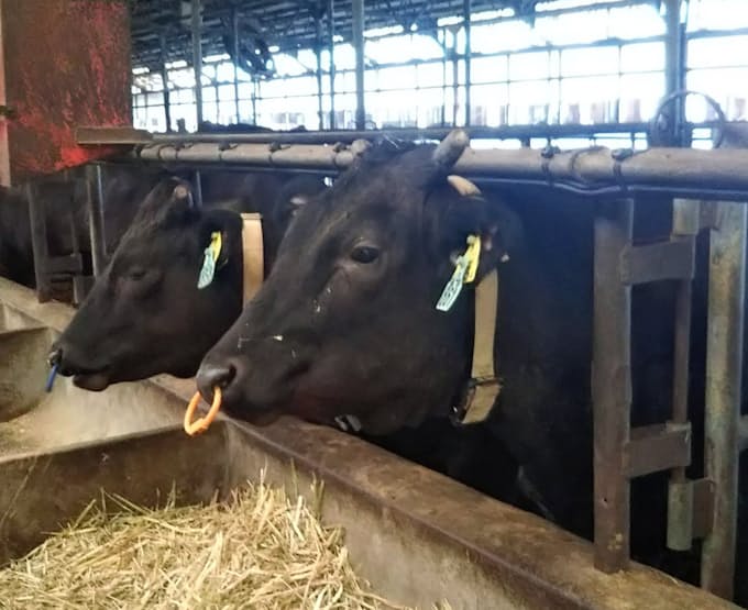 畜産iot 生産回復の要 日本経済新聞