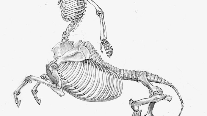 アートとのはざま 8 空想の生物 どんな骨格 日本経済新聞 アートとのはざま 8 空想の生物 どんな骨格 日本経済新聞