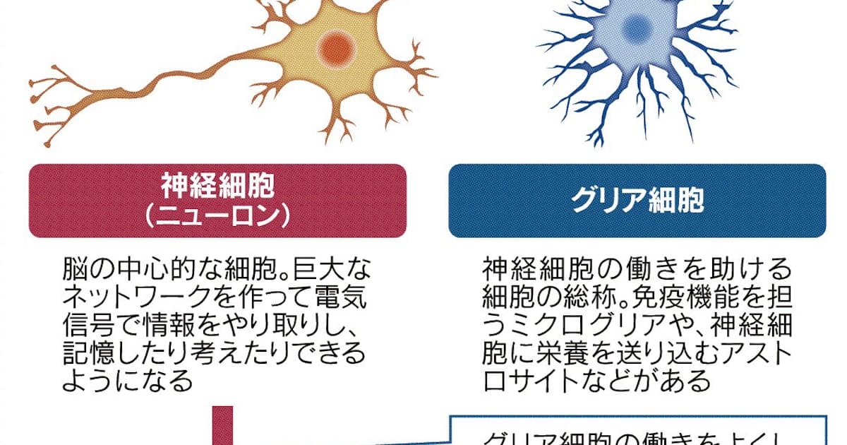認知症薬 脳を掃除 に注目 日本経済新聞