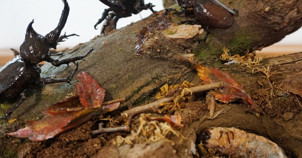 カミ技 ティッシュで昆虫 日本経済新聞 カミ技 ティッシュで昆虫 日本経済新聞