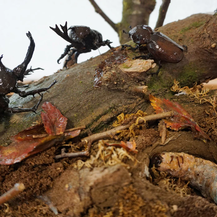 カミ技 ティッシュで昆虫 日本経済新聞 カミ技 ティッシュで昆虫 日本経済新聞