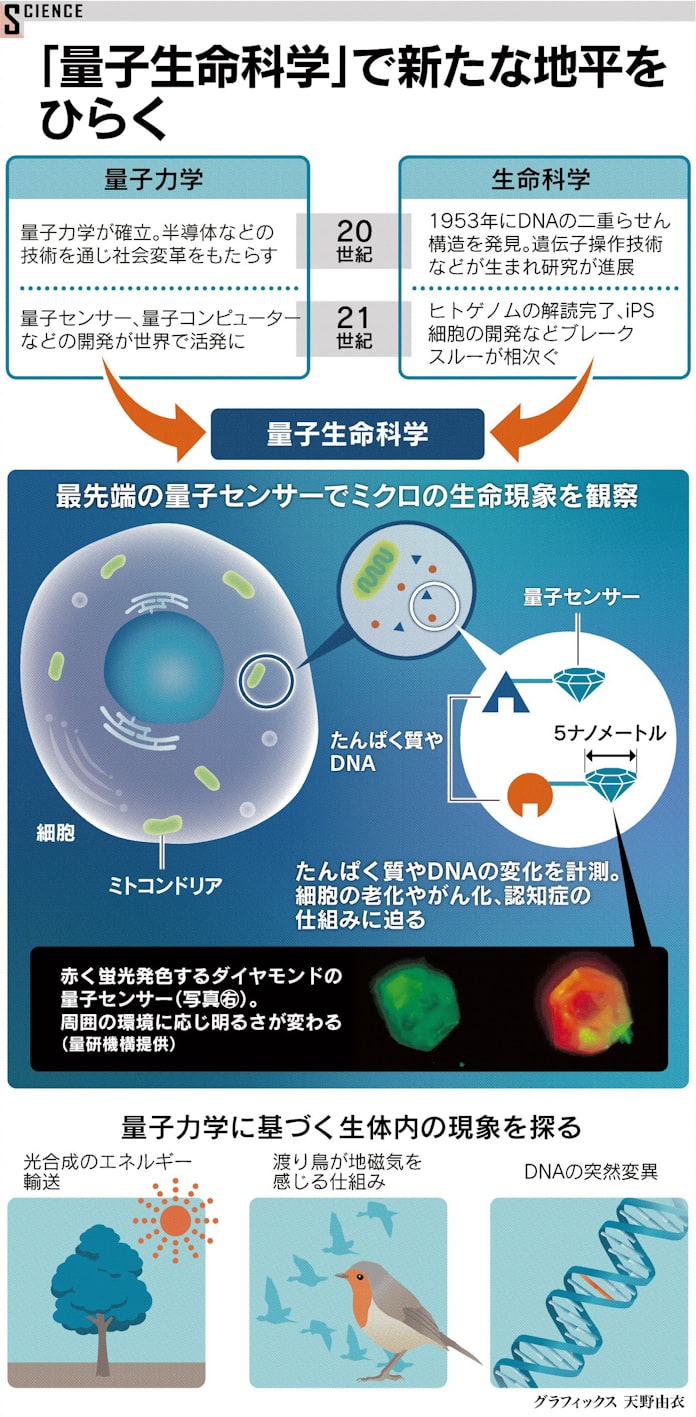 生命の謎 量子力学で迫る 日本経済新聞 生命の謎 量子力学で迫る 日本経済新聞
