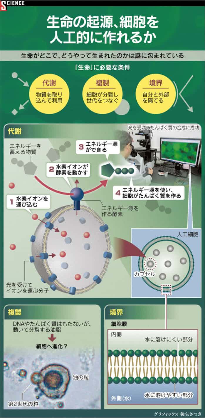 人工の細胞作り出せる 日本経済新聞