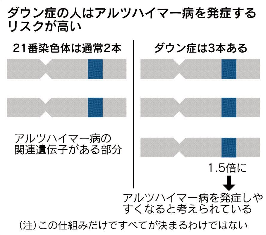 アルツハイマー型認知症 ダウン症通し治療法探る 日本経済新聞