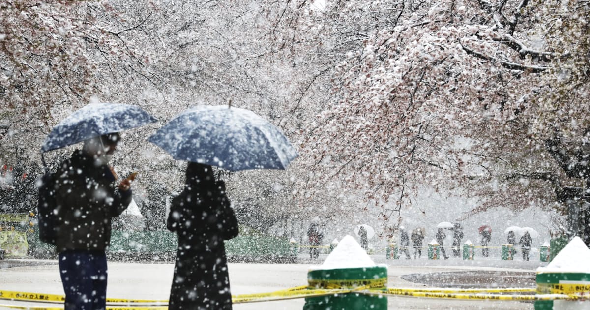 桜咲く東京 雪景色 日本経済新聞 桜咲く東京 雪景色 日本経済新聞