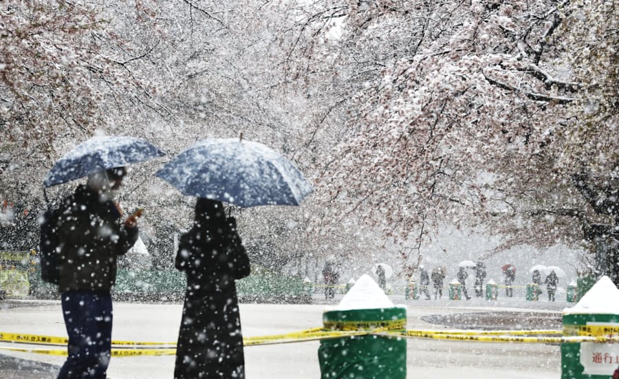 桜咲く東京 雪景色 日本経済新聞