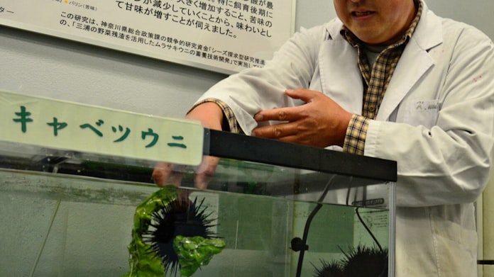 神奈川県三浦市 キャベツを餌にウニ養殖 日本経済新聞 神奈川県三浦市 キャベツを餌にウニ養殖 日本経済新聞