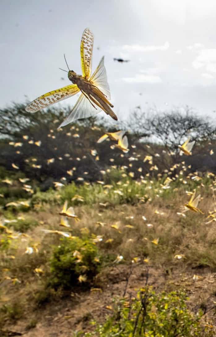 バッタ大量発生 食糧危機の恐れ ケニアなど被害深刻 日本経済新聞