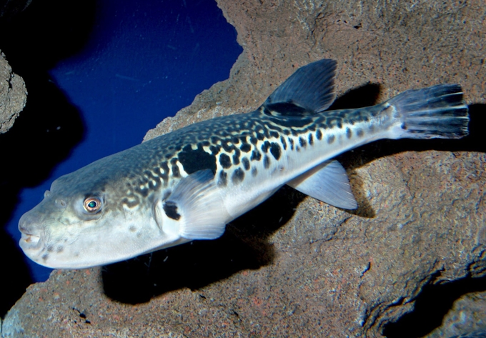 フグ毒の正体が明らかに 1909年 日本経済新聞