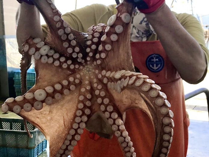 明石のタコ 漁獲2倍で高値一服 日本経済新聞 明石のタコ 漁獲2倍で高値一服 日本経済新聞