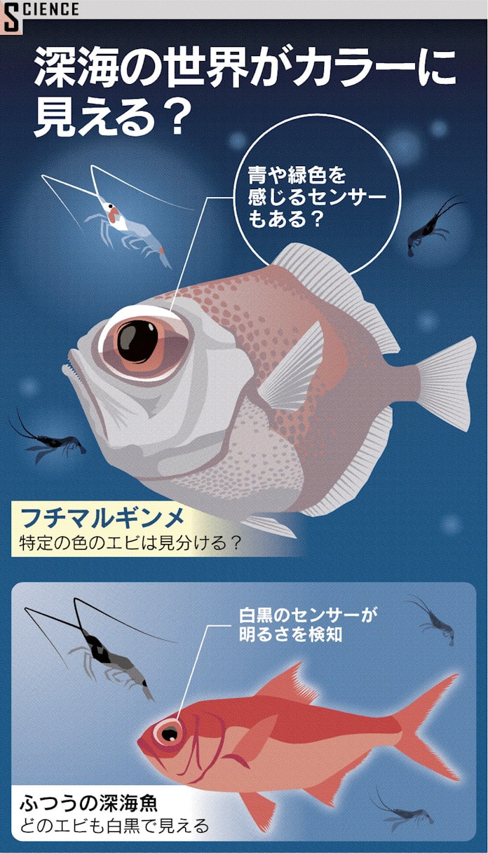 深海魚 暗闇でも色判別 日本経済新聞 深海魚 暗闇でも色判別 日本経済新聞