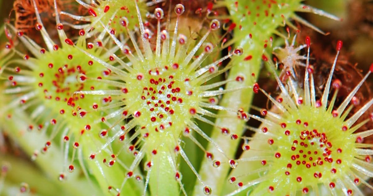 食虫植物の生き方 2 モウセンゴケ 粘液で仕留める 日本経済新聞 食虫植物の生き方 2 モウセンゴケ 粘液で仕留める 日本経済新聞