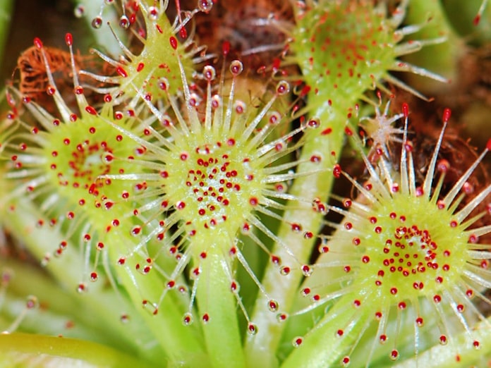 食虫植物の生き方 2 モウセンゴケ 粘液で仕留める 日本経済新聞 食虫植物の生き方 2 モウセンゴケ 粘液で仕留める 日本経済新聞