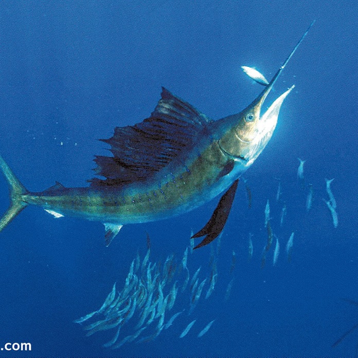 イワシ群襲うカジキ 日本経済新聞 イワシ群襲うカジキ 日本経済新聞