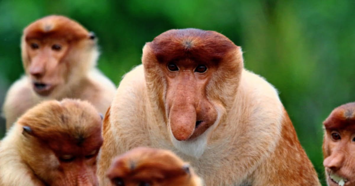 鼻が特徴のテングザル 大きいほど犬歯小さく 日本経済新聞